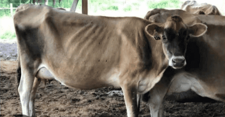 sick-cow1 Young cattle grazing in a farm setting in New Zealand.