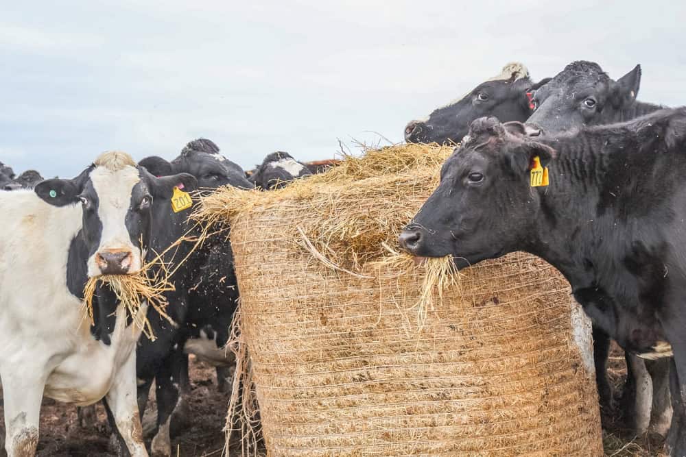 Cows eating hay wrapped with Kiwi EcoNet bale natural fibre netting