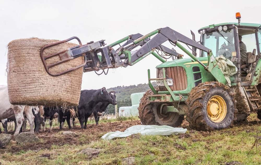 Feedout time using hay bale with Kiwi EcoNet